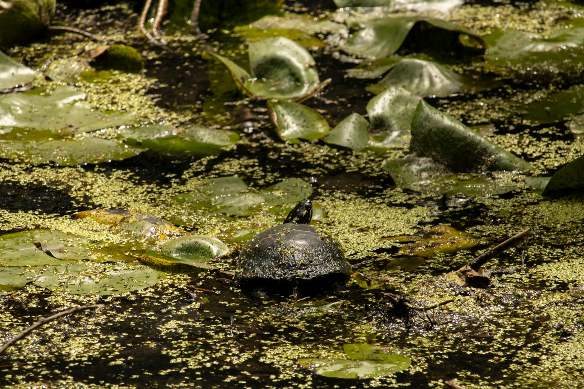 A turtle rests among lily pads in a sunlit pond, capturing serene wildlife.