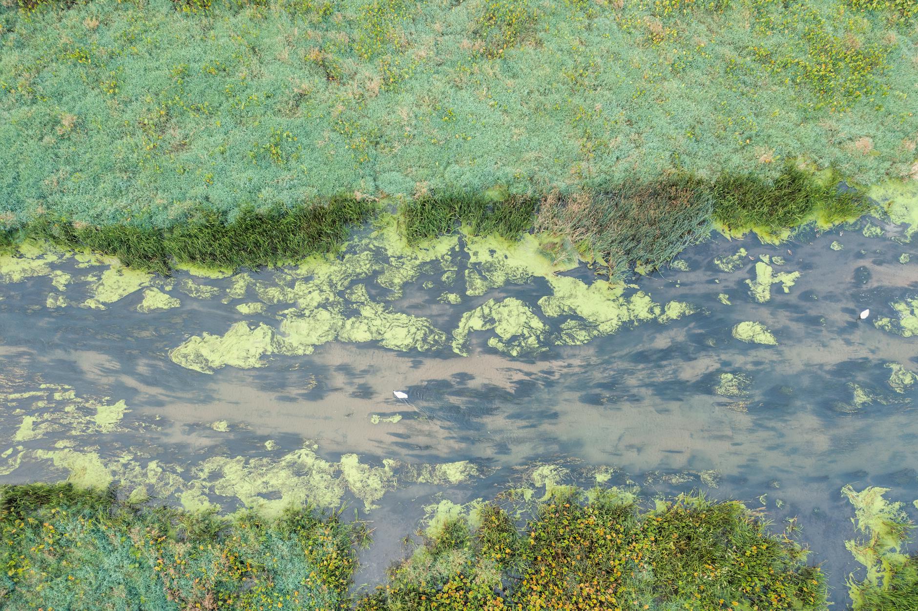 Aerial shot of a stream with green algae growth surrounded by grass.